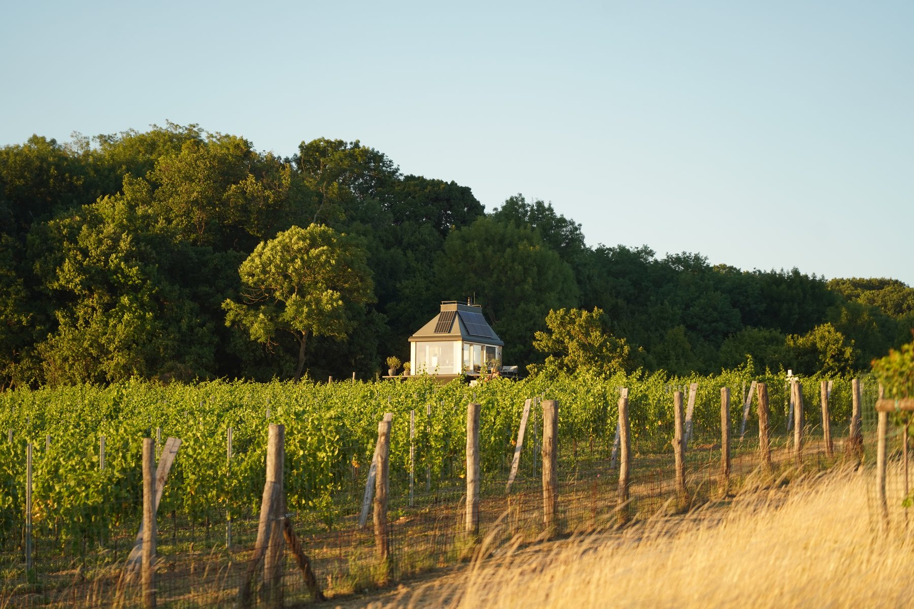 Cabin Devín among the trees above the vineyards, at golden hour